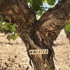 Weinpatenschaft Rebstock Muster Weingut Oliver Maibach Mallorca
