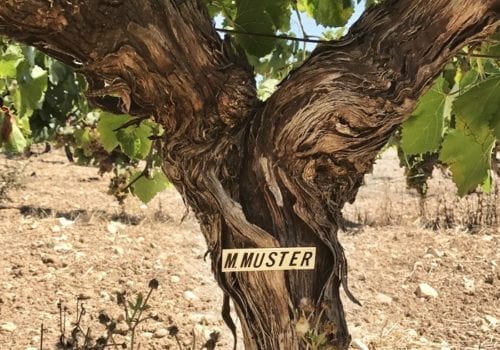 Weinpatenschaft Rebstock Muster Weingut Oliver Maibach Mallorca